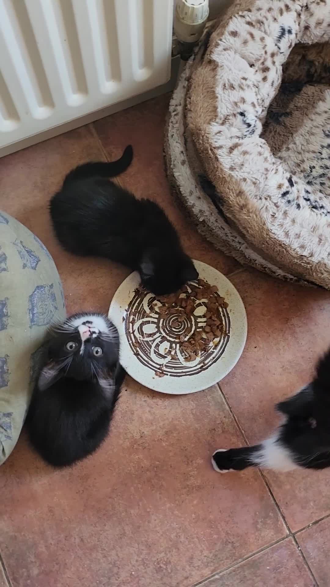 Mixed Breed cats for sale: 2 kittens for sale  - Video 1