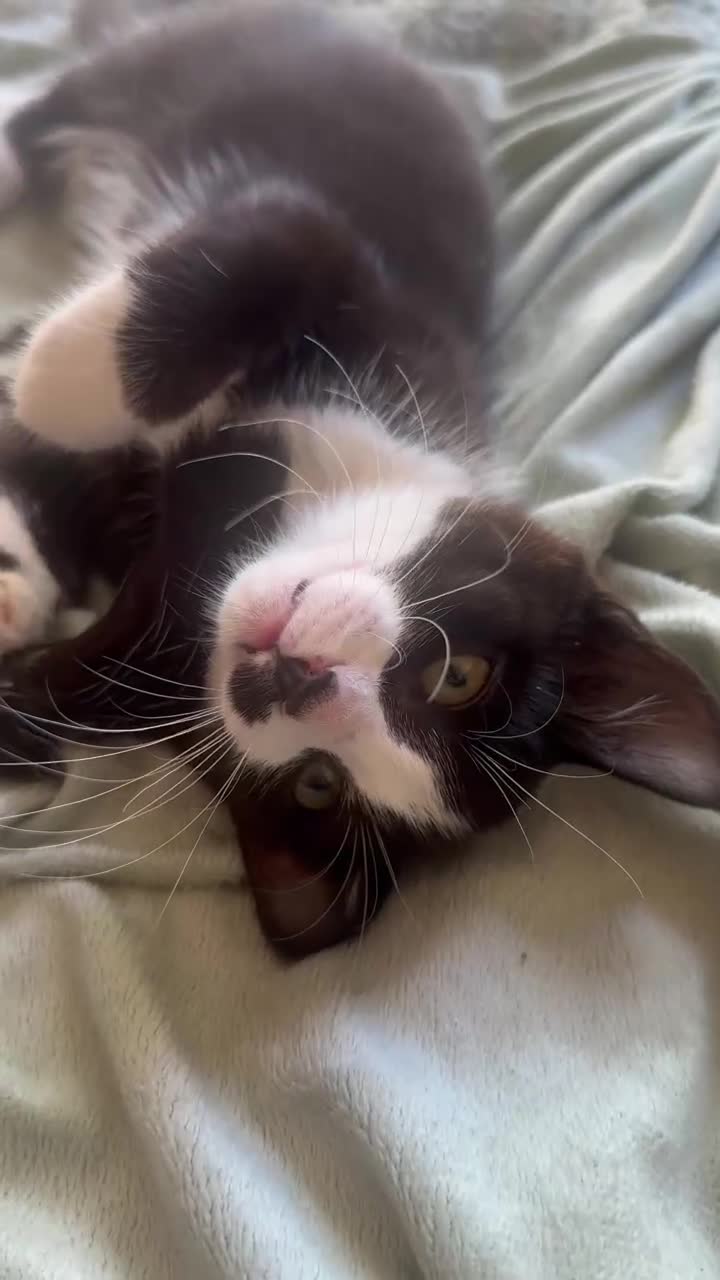 Mixed Breed cats for adoption: 5 Mixed Breed Kittens Ready Now 3-Boys & 2 Girls - Video 2