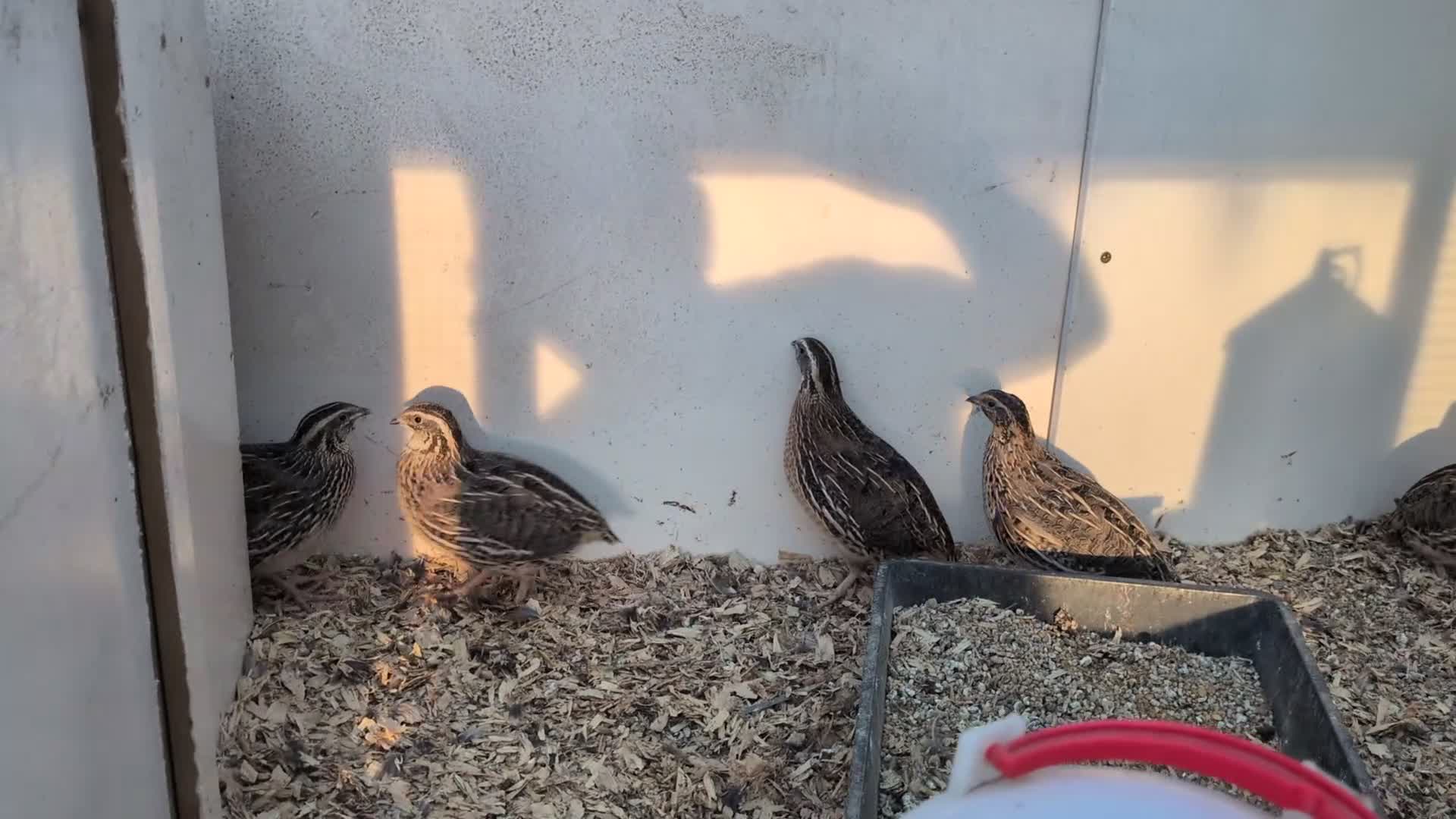 Quail poultry for sale: Coturnix Quail - chicks and adults - Video 3