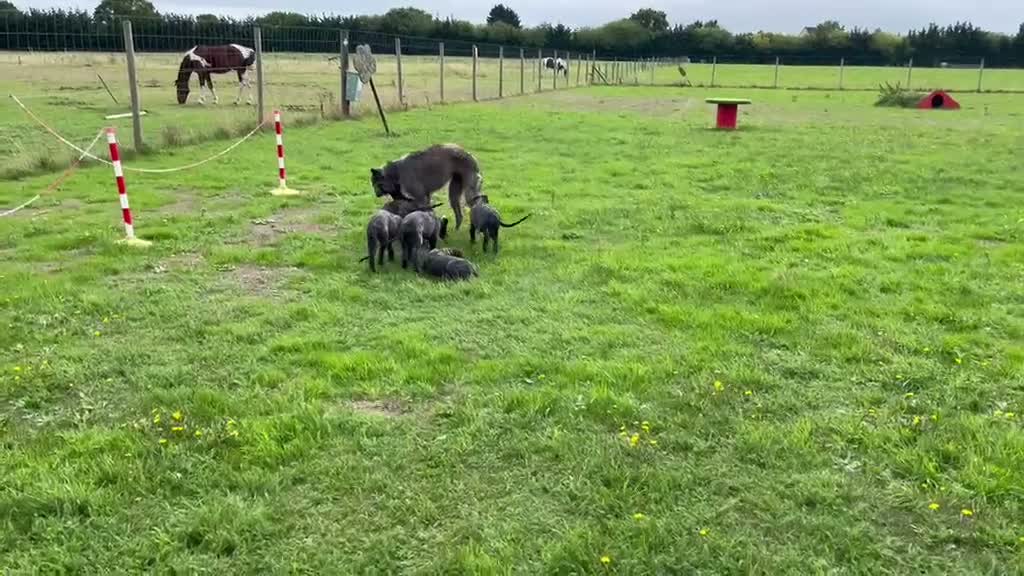 Deerhound dogs for sale: KC Reg Deerhound Puppies  - Video 1