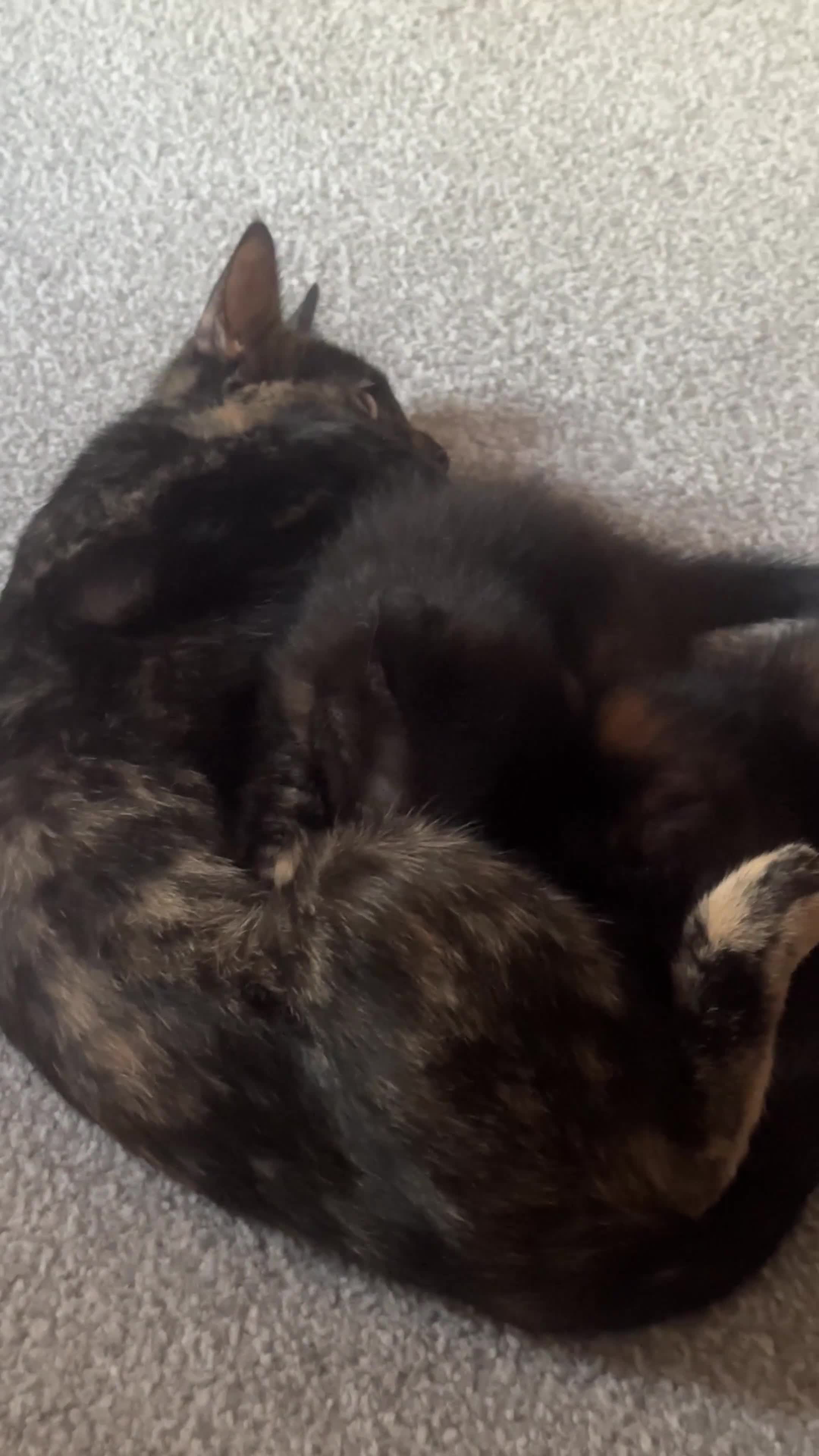 Scottish Fold cats for sale: Affordable colour fold kittens  - Video 2