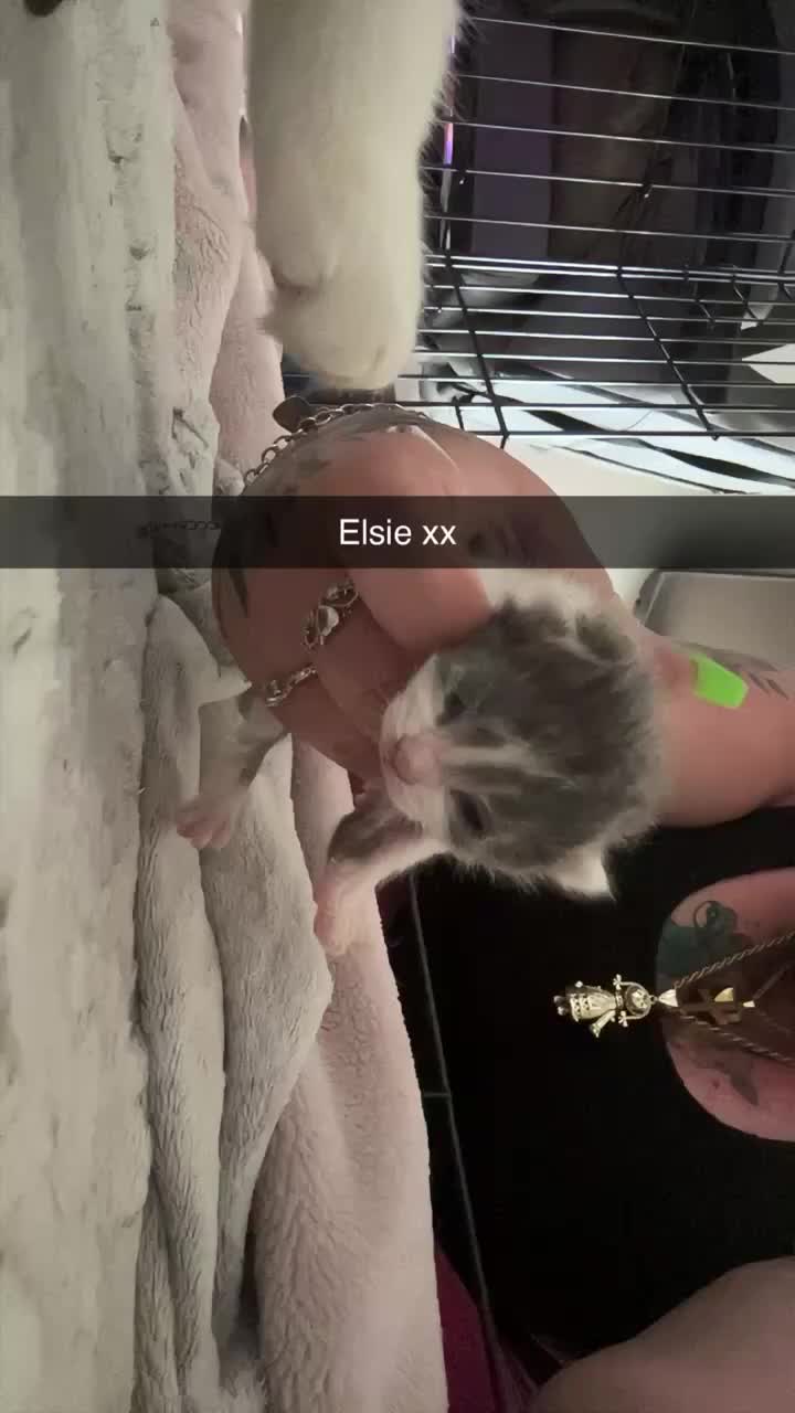 Mixed Breed cats for sale: Beautiful kittens for sale  in Bridgwater - Video 1