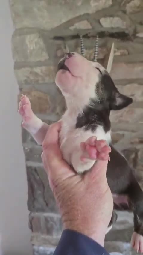 English Bull Terrier dogs for sale: BEAUTIFUL English BULL TERRIER PUPS  - Video 1