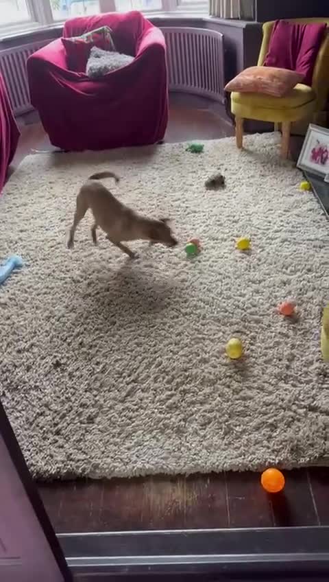 Mixed Breed dogs for adoption: Honey in UK foster - Nuneaton - Video 2