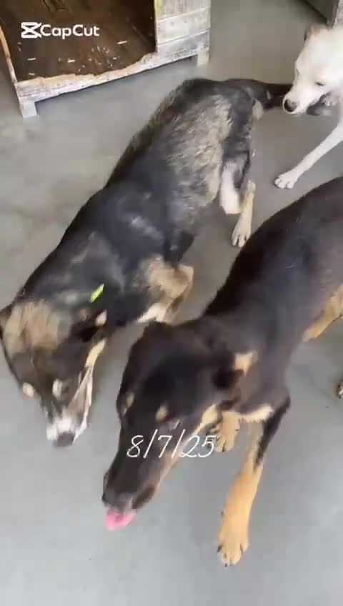 Mixed Breed dogs for adoption: Murphy, 1-2 yrs old. Available for adoption. - Video 1