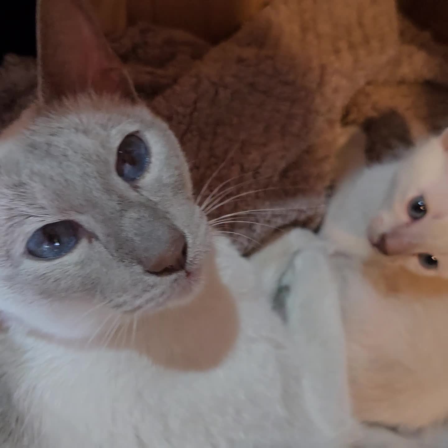 Burmese cats for sale: 2 choclete Mink Registered Pedigree kittens - Video 1
