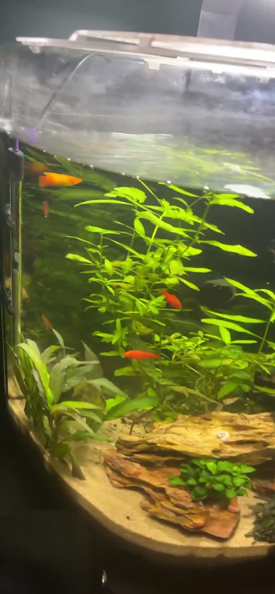 Barbs fish for sale: Full tropical setup with live plants and fish - Video 1