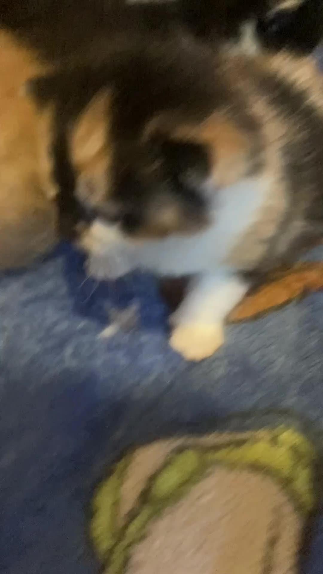 Mixed Breed cats for sale: 5 beautiful chunky kittens - Video 1