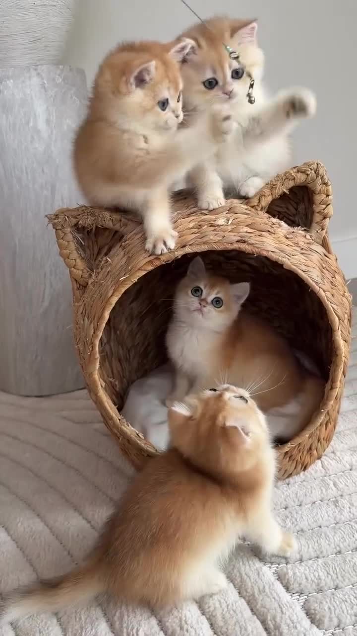 British Shorthair cats for sale: Golden British shorthair kittens  - Video 2