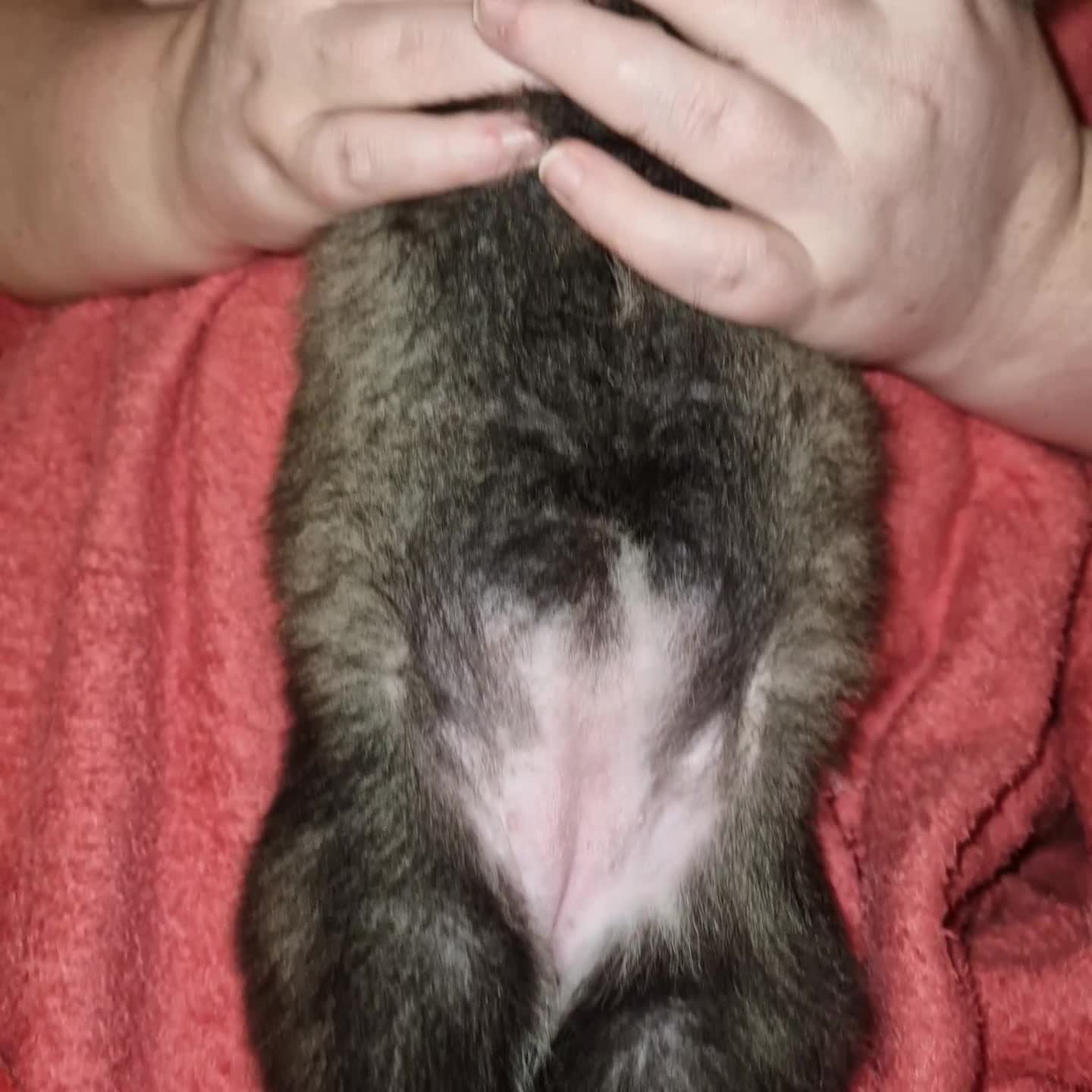 Mixed Breed dogs for sale: Stunning siberian husky cross coltriever pups  - Video 3