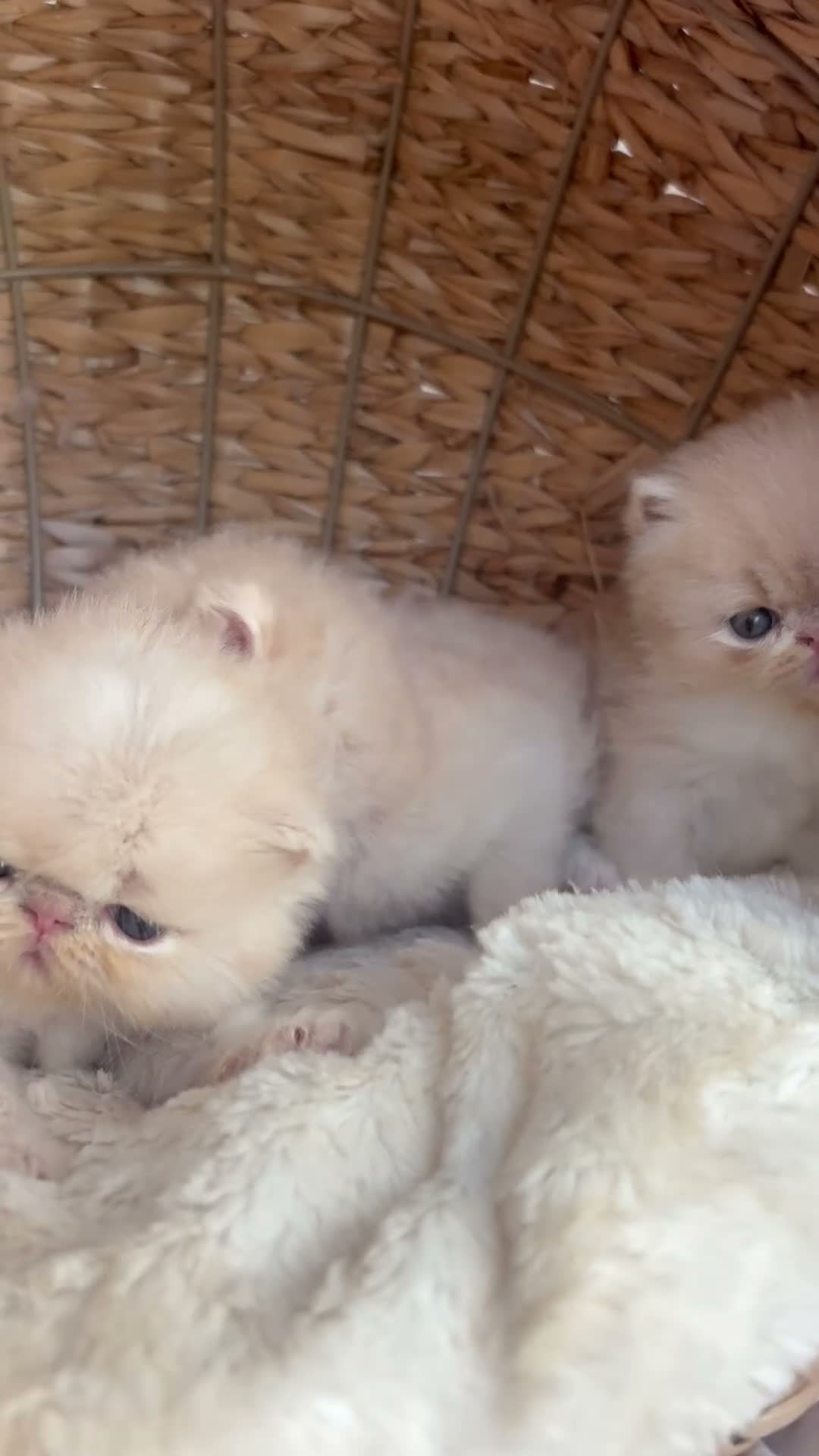 Persian cats for sale: Beautiful Persian kittens - Video 1