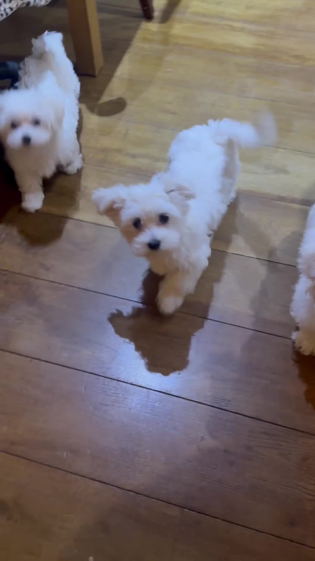 Maltese dogs for sale: Beautiful Maltese puppies for sale  in London - Video 2