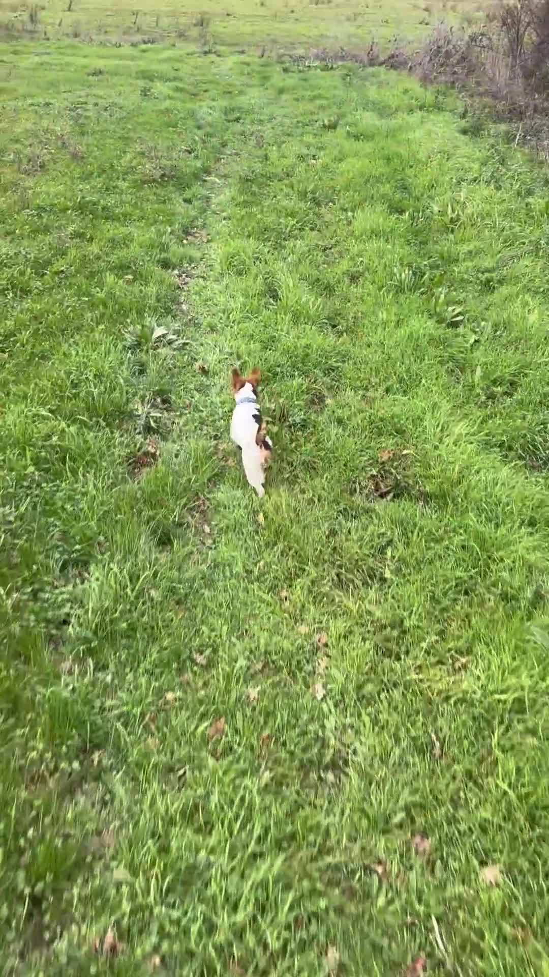 Jack Russell dogs for stud: Jack Russell Stud Dog  - Video 1