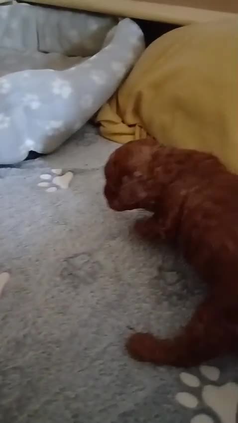 Mixed Breed dogs for sale: Betsy - Video 1