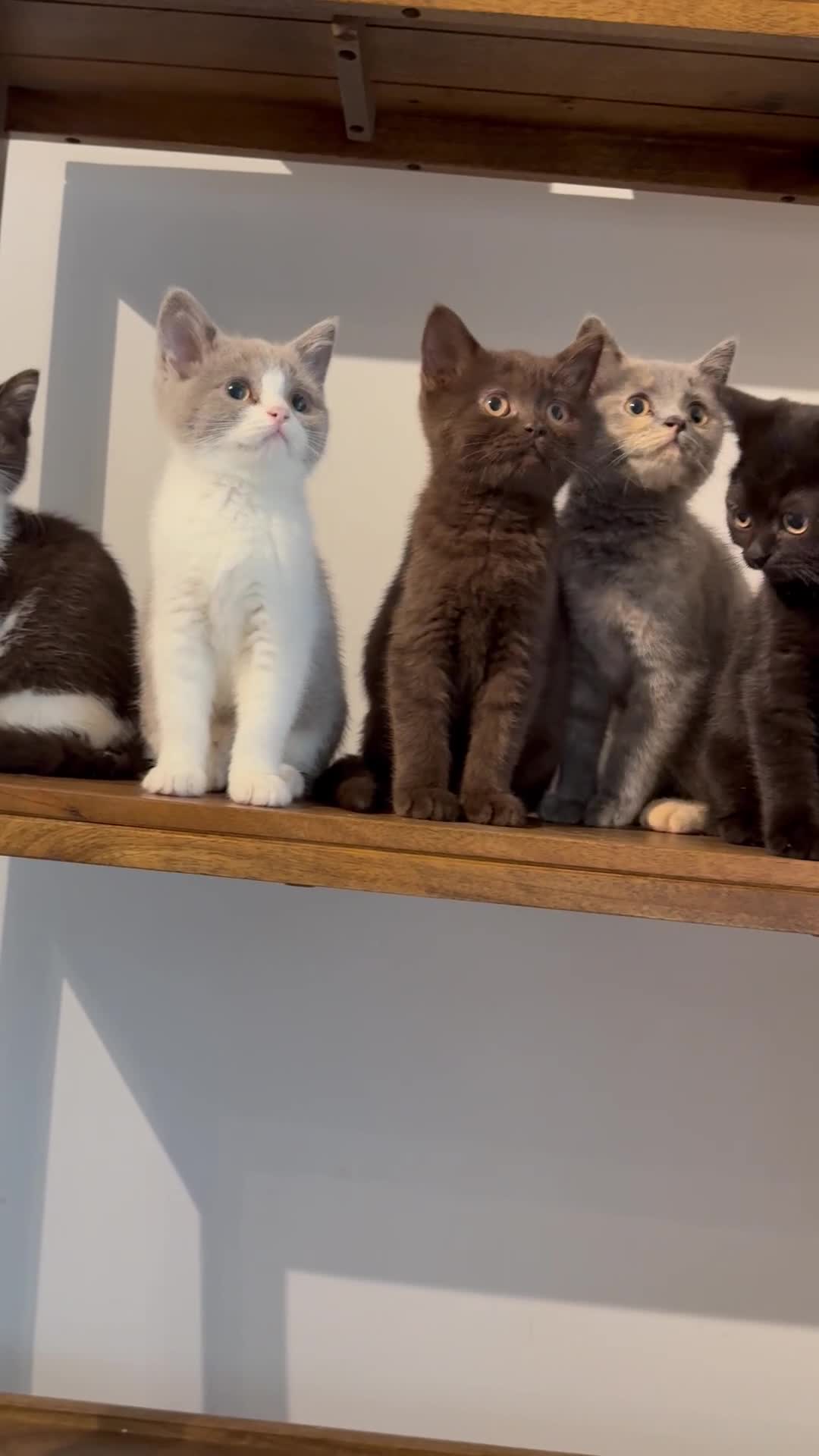 British Shorthair cats for sale: Top quality GCCF reg BSH grand champion lines - Video 1