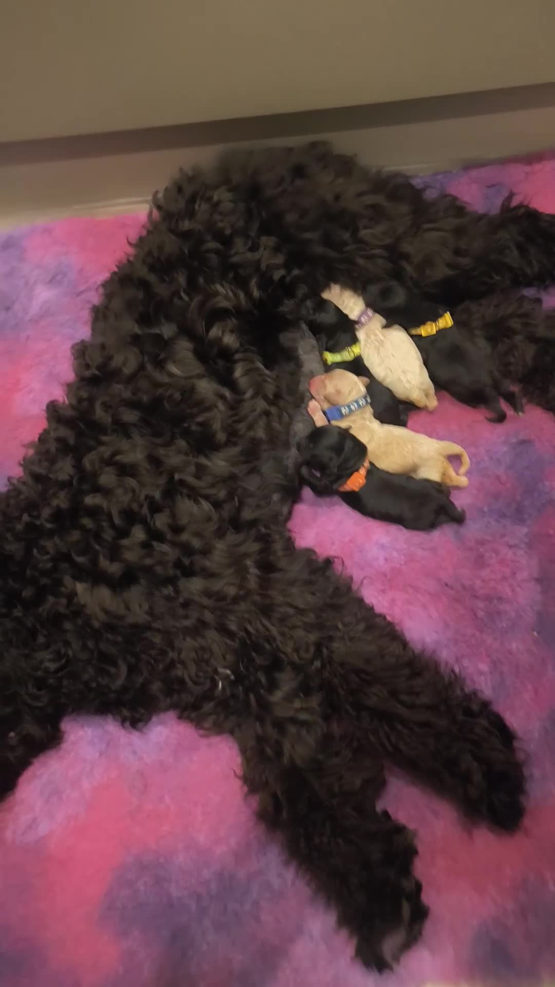 Labradoodle dogs for sale: Australian Labradoodle Puppies - Video 1