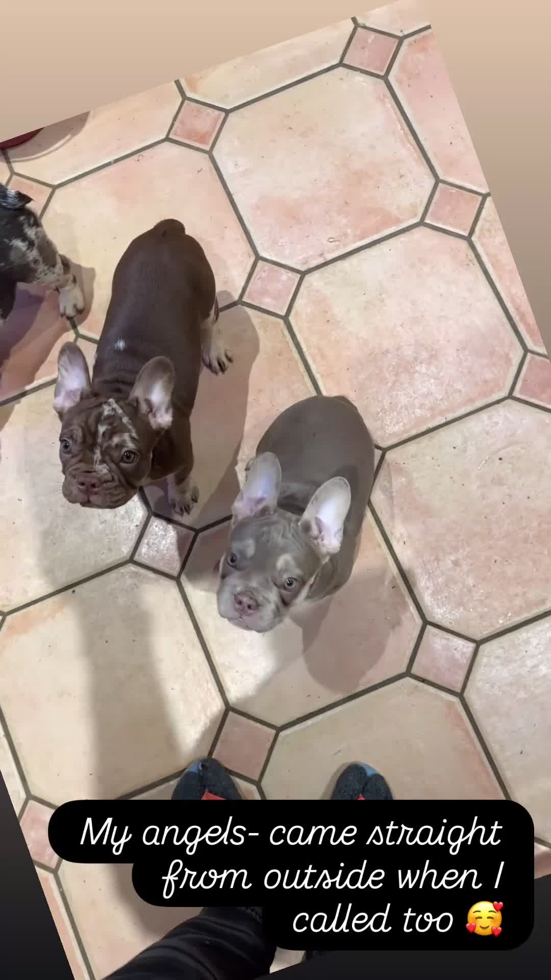 French Bulldog dogs for sale: Ready now-  Well bred, beautiful temperament pups - Video 3