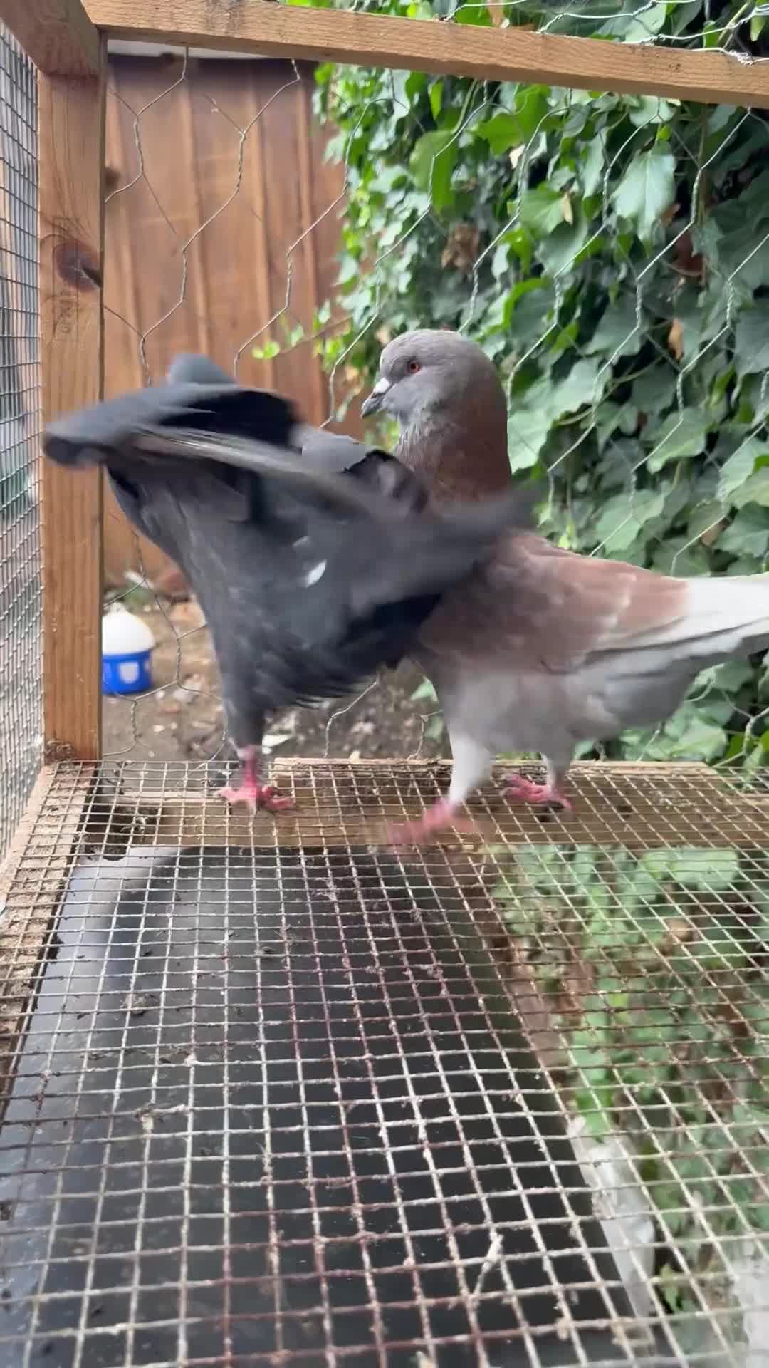 Pigeons birds for sale: Pigeons for sale - Video 5