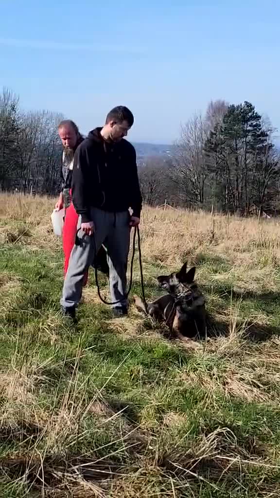Belgian Shepherd Dog dogs for sale: Belgian shepherd malinois, working security k9 - Video 2