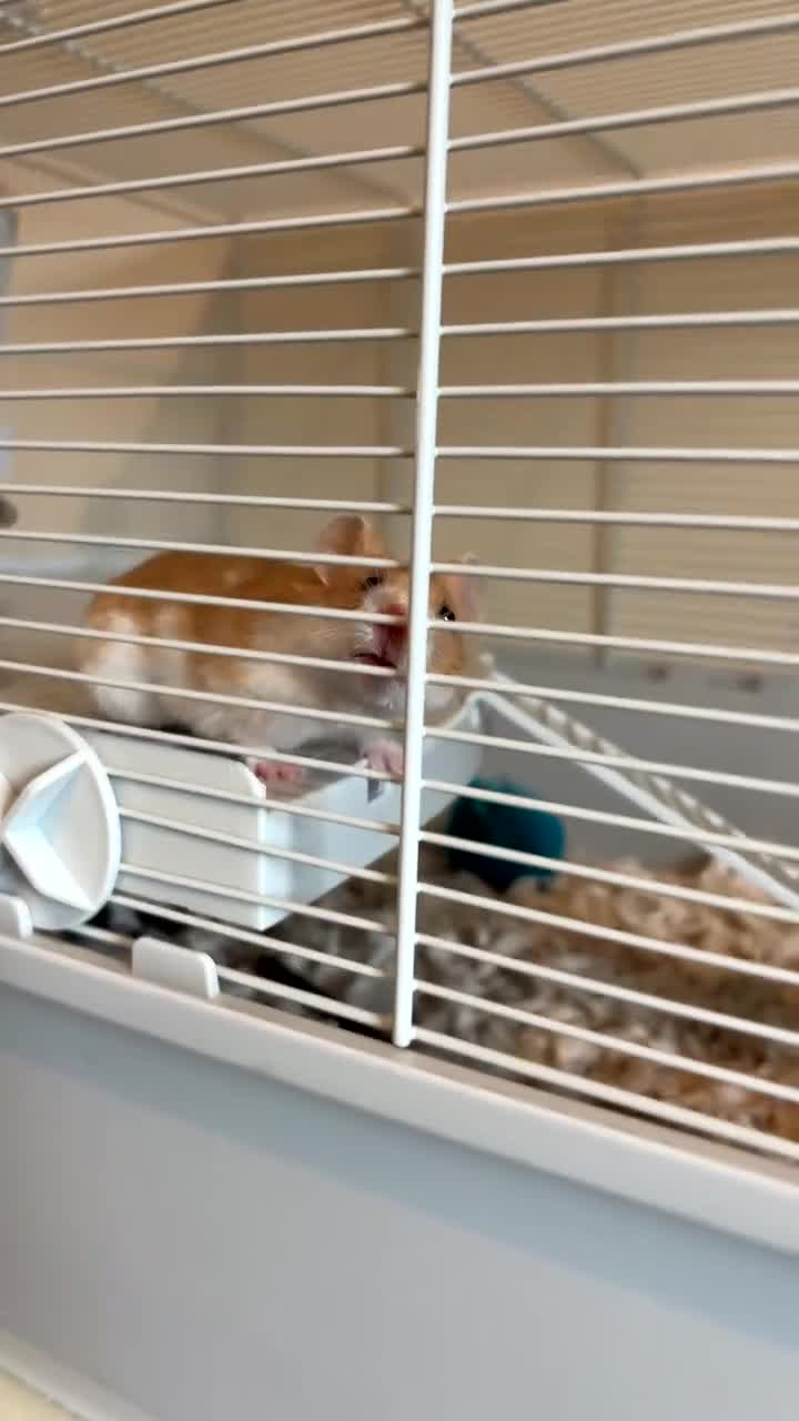 Hamster rodents for sale: Cherio - Video 1