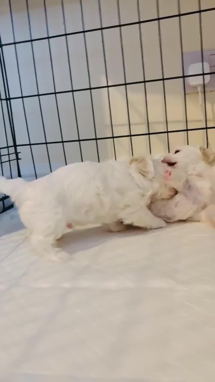 Bichon Frise dogs for sale: Bichon puppy for sale  - Video 3