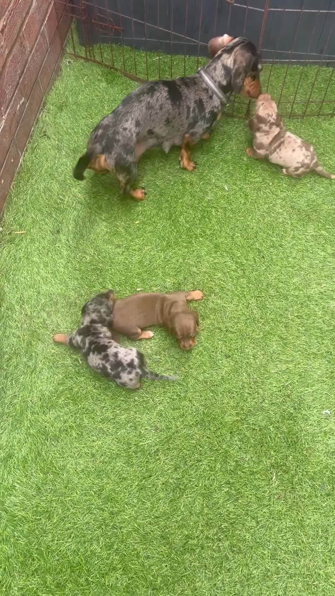 Miniature Dachshund dogs for sale: Miniature dachshund puppies in Bishop Auckland - Video 1