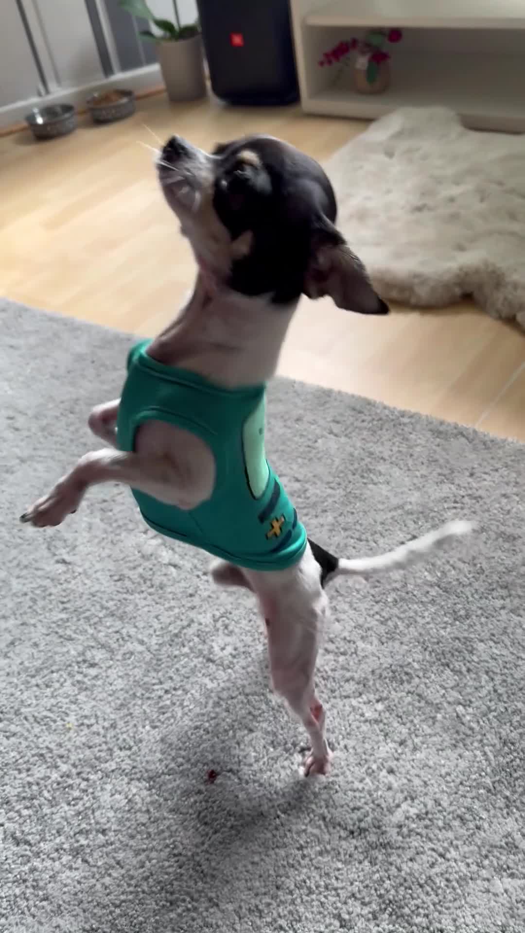 Chihuahua dogs for stud: Coco is ready for stud  - Video 1