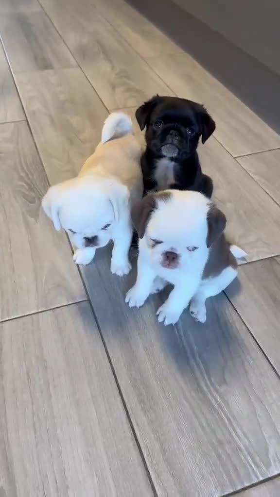Pug dogs for sale: Beautiful Exotic Pug Puppies - Video 3