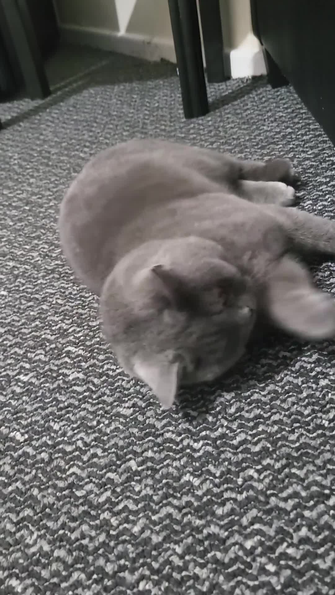 British Shorthair cats for sale: British Shorthair cat - Video 1