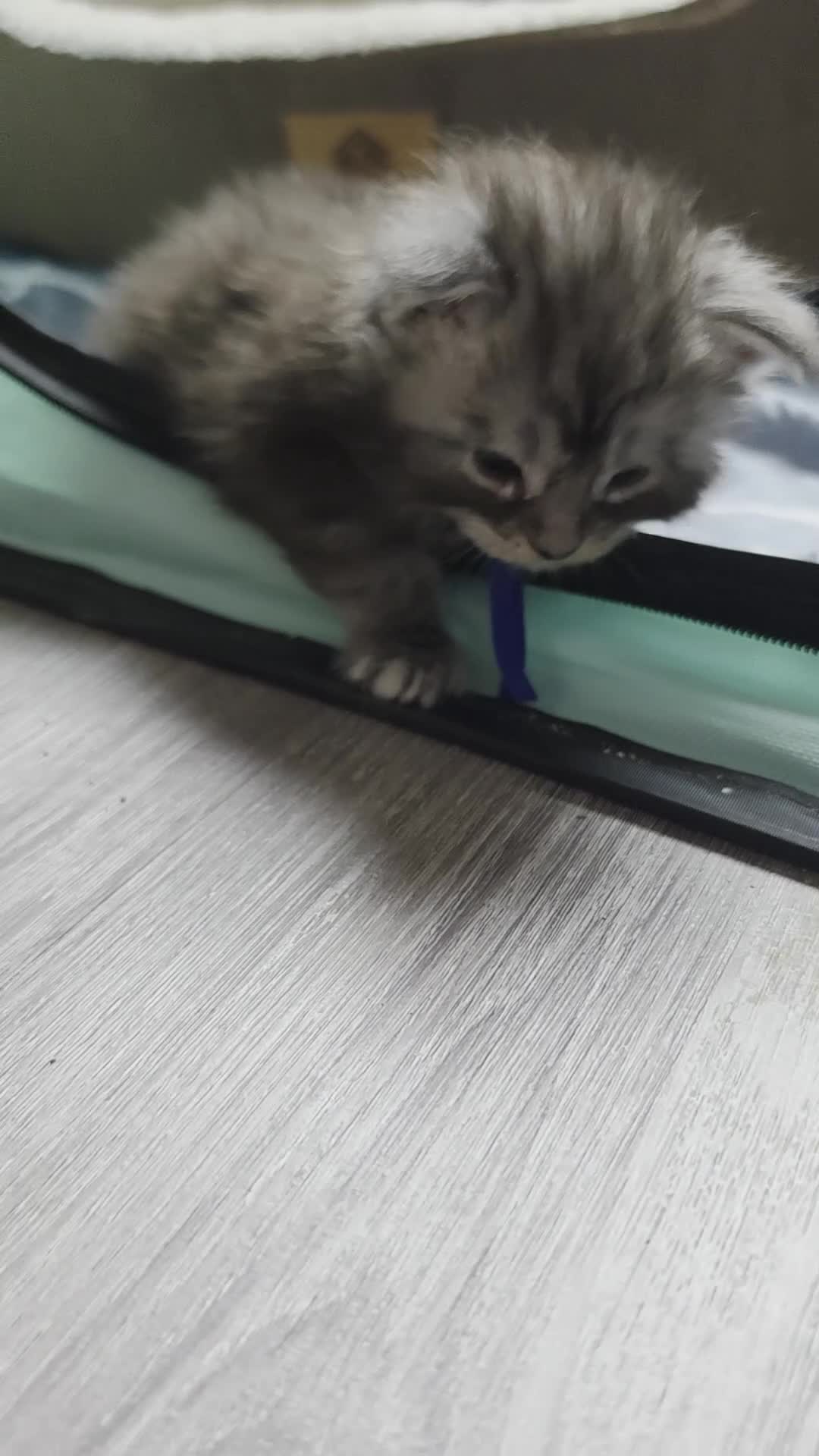 Maine Coon cats for sale: Maine coon kittens  - Video 1
