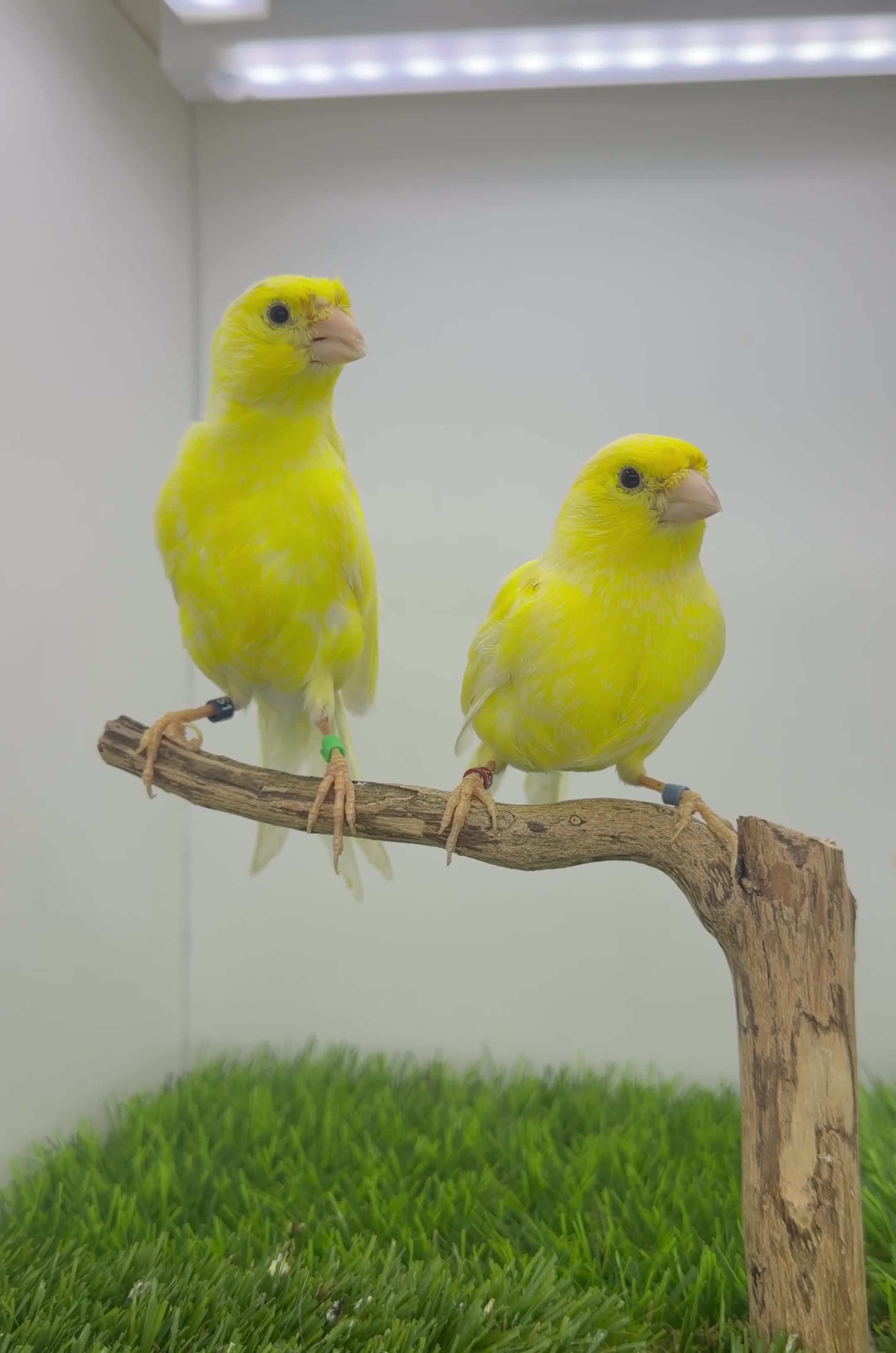 Canaries birds for sale: German rollers canaryes pairs  - Video 1