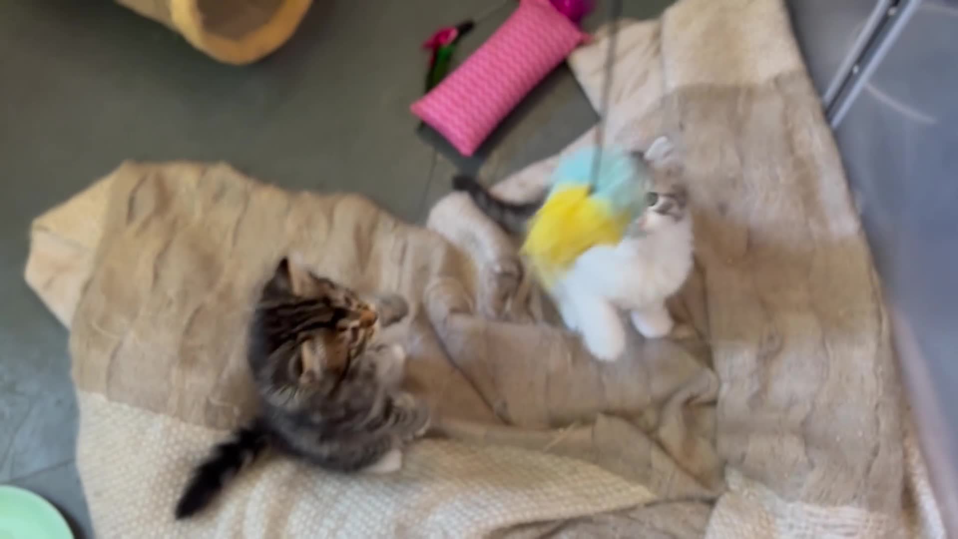 Siberian cats for sale: TICA Hypoallergenic Siberian Kittens family raised - Video 1