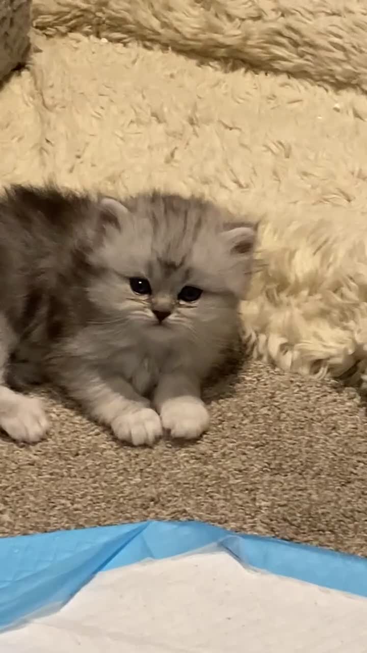 Persian cats for sale: Stunning Persian Chinchilla Kittens - Lancashire. in Blackburn - Video 1