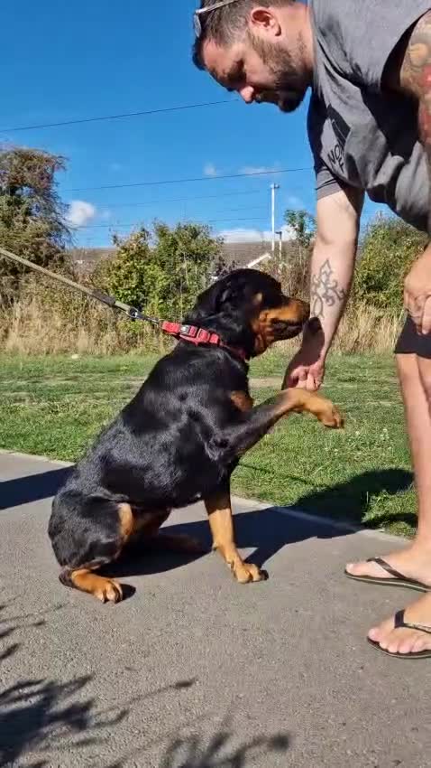Rottweiler dogs for sale:  Female rottie 2 yr old open to sensible offers   - Video 1