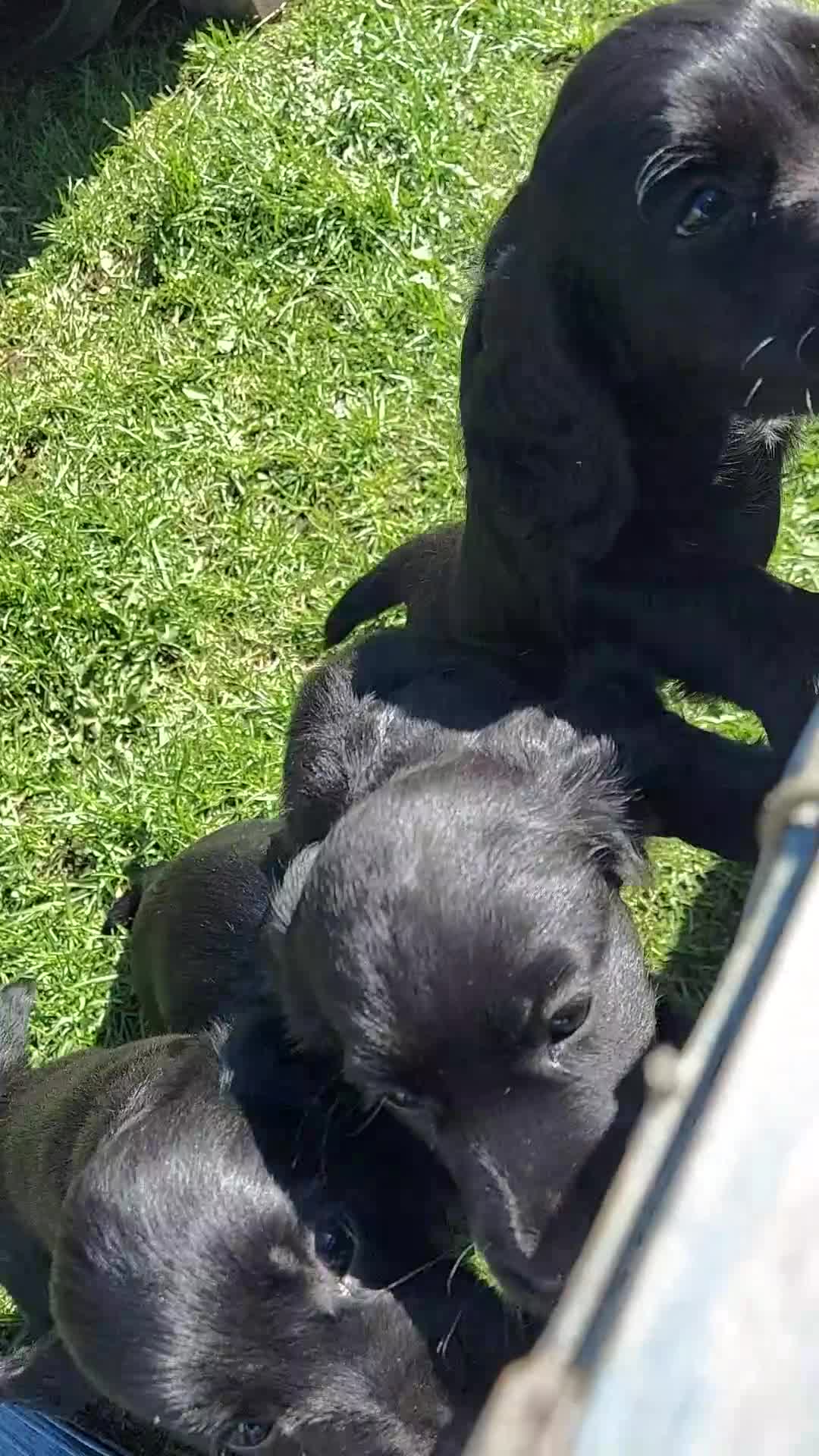 Cocker Spaniel dogs for sale: First class cocker spaniel pups. - Video 2