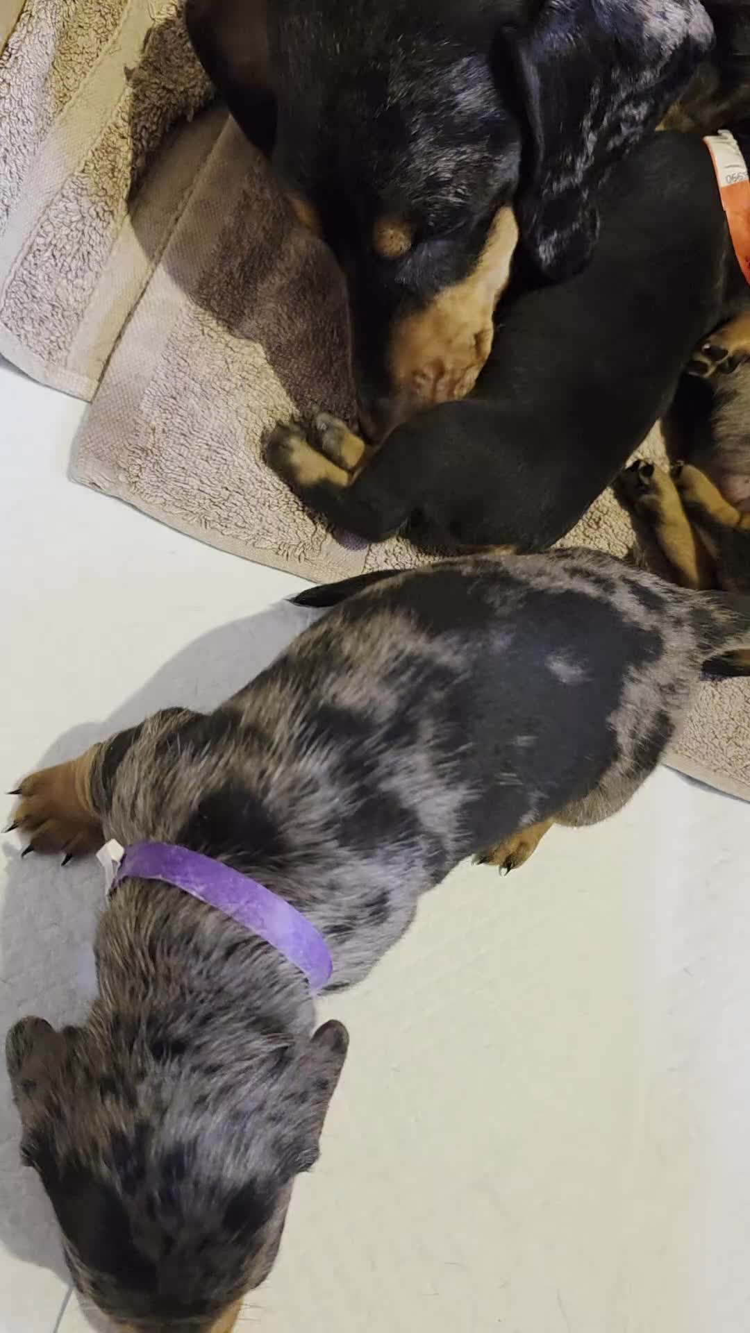 Miniature Dachshund dogs for sale: SILVER/BLACK Adorable dachshund puppies for sale😍 - Video 2