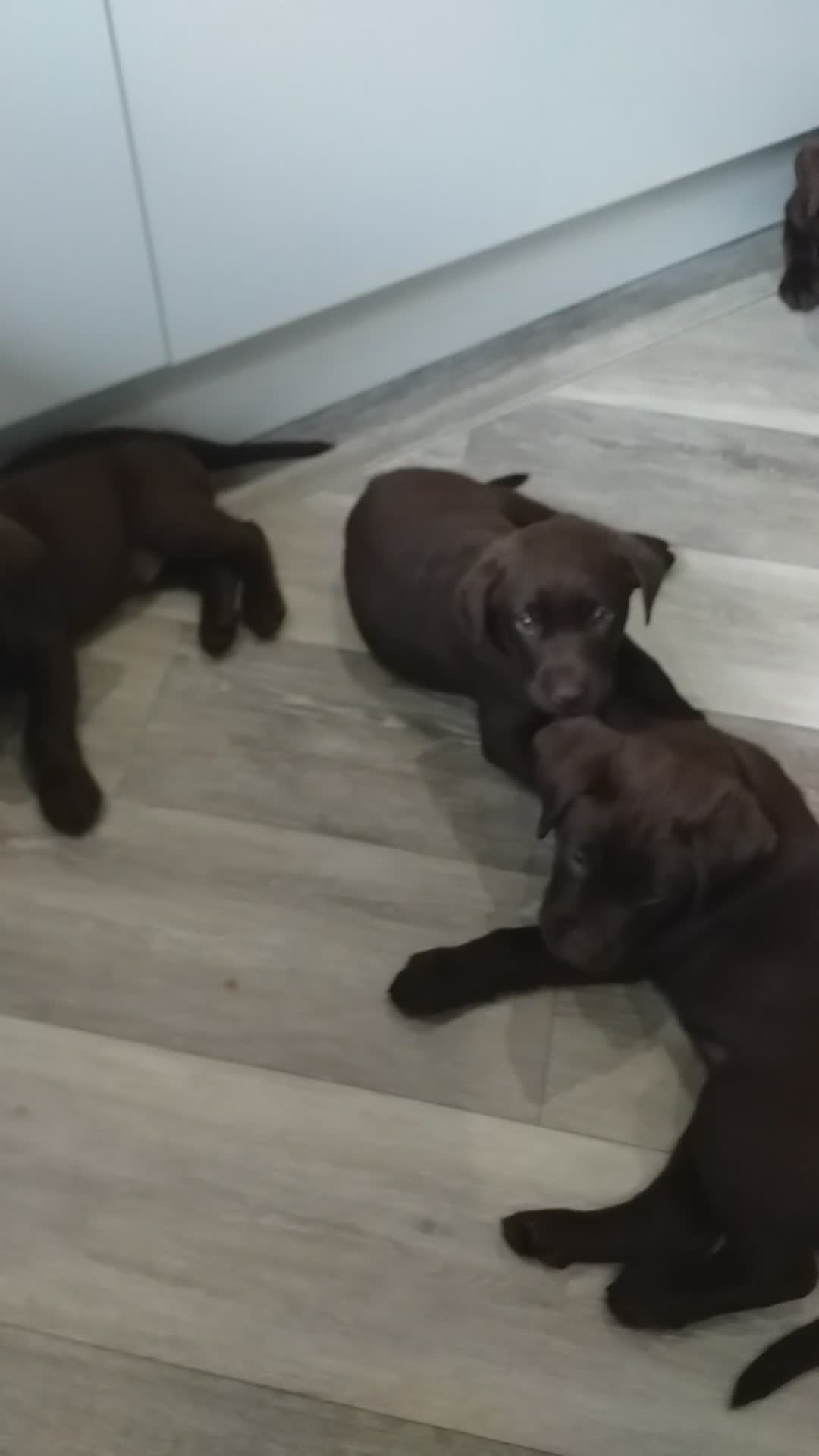 Labrador Retriever dogs for sale: KC Chocolate labrador (Ready To Go Now)🦮 - Video 4