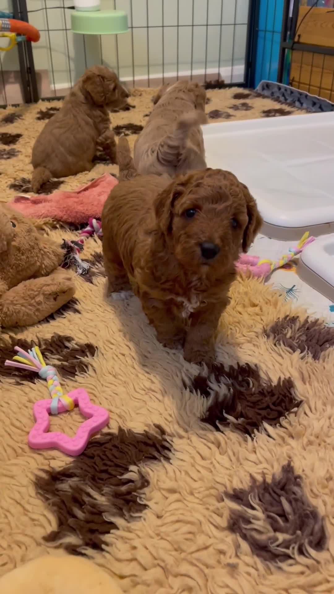 Cockapoo dogs for sale: Adorable cockapoo puppies for sale - Video 1