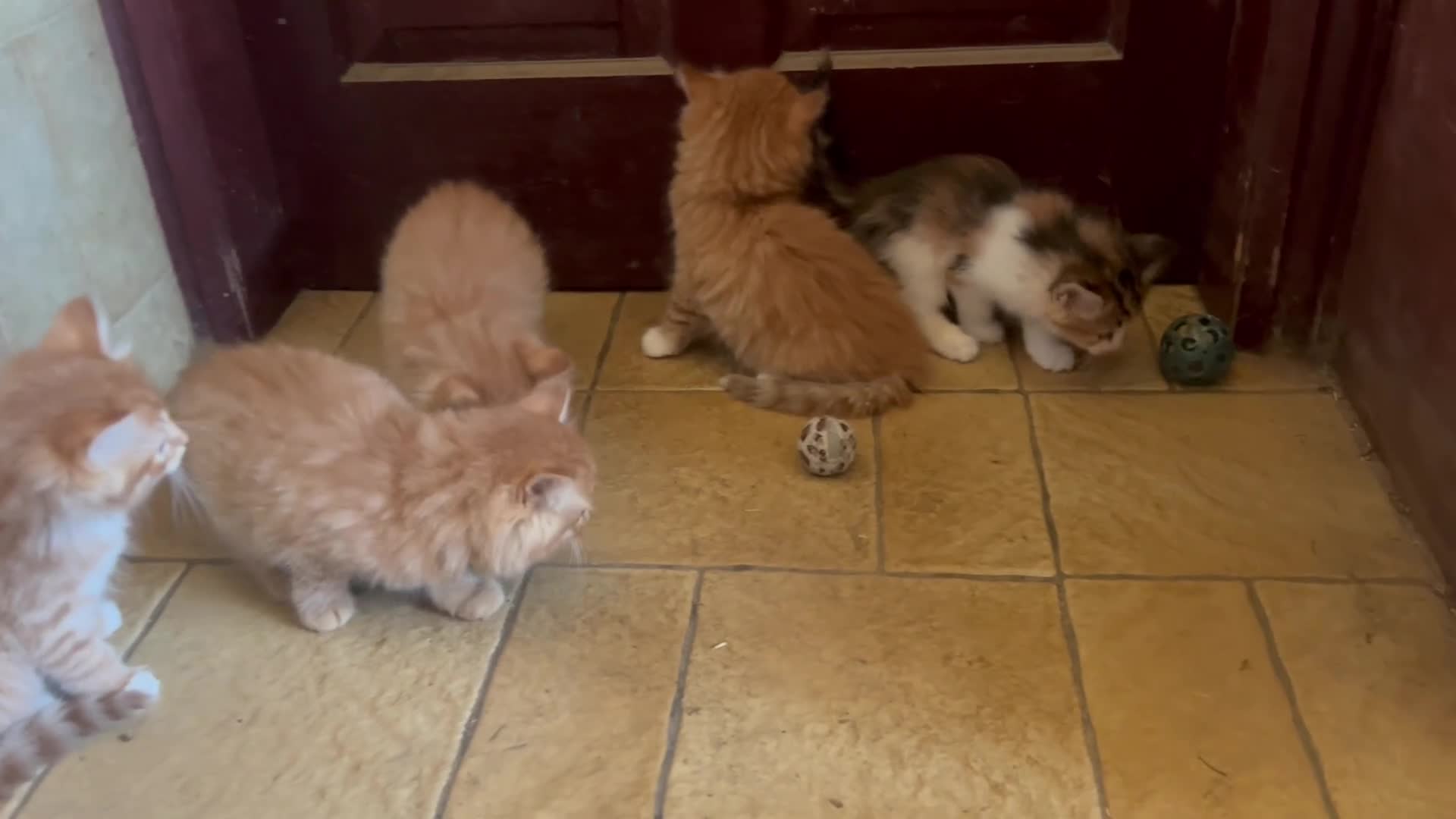 Mixed Breed cats for sale: Long & short haired kittens males and females  - Video 2