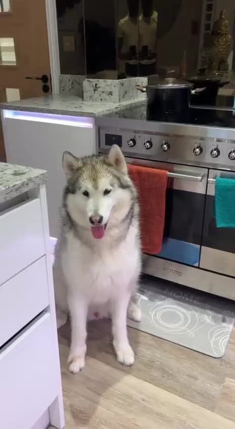 Alaskan Malamute dogs for sale: Leo the friendly giant - Video 1