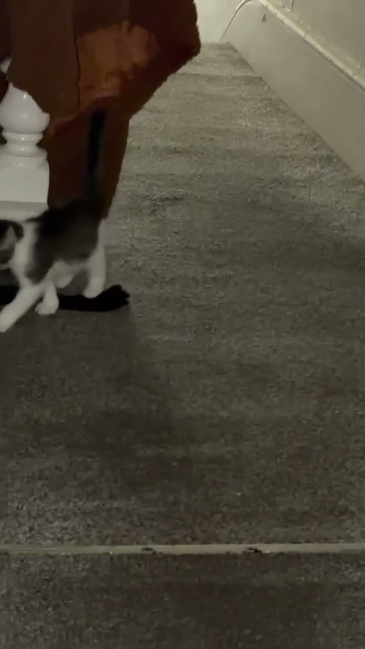 Mixed Breed cats for sale: Cute kitten  in London - Video 1