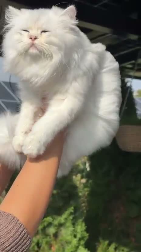 British Longhair cats for sale: Stunning BLH boy Black Golden Sunshine (nv 12) - Video 4