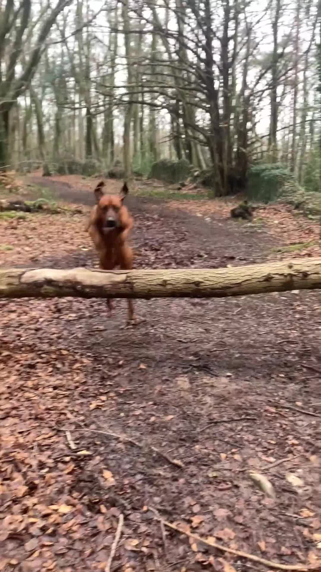 Rhodesian Ridgeback dogs for stud: Athletic RR for stud  - Video 1