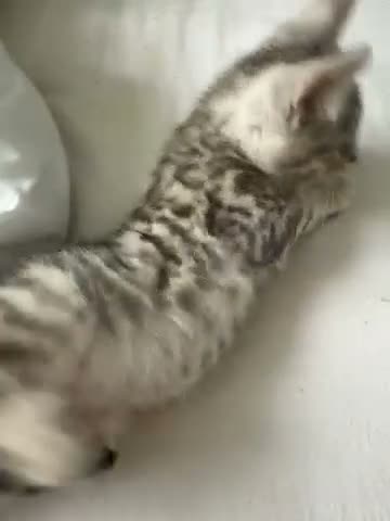 Mixed Breed cats for sale: Mix Bengal  - Video 1