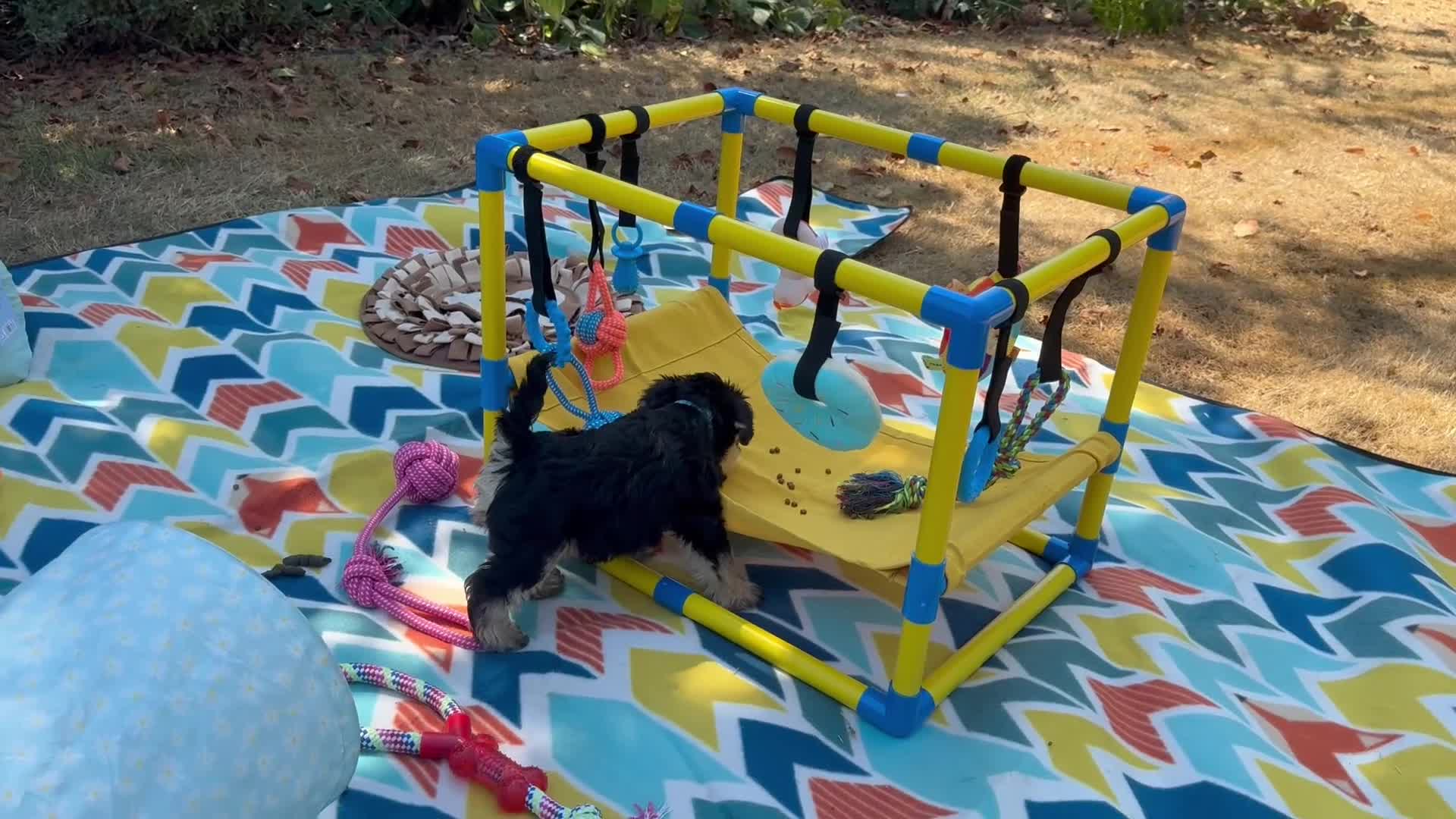 Miniature Schnauzer dogs for sale: 🐾 KC Registered Miniature Schnauzer Puppies 🐾 - Video 1