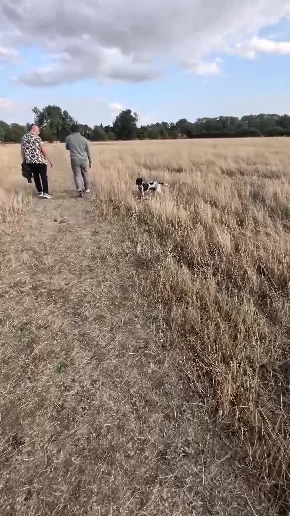 Mixed Breed dogs for adoption: Amber Sweet 5 mth Pointer cross puppy  in Stamford - Video 2