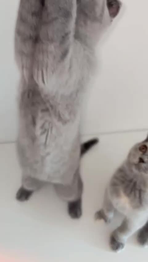Scottish Fold cats for sale: Beautiful Scottish kittens ready for a new home.  - Video 4