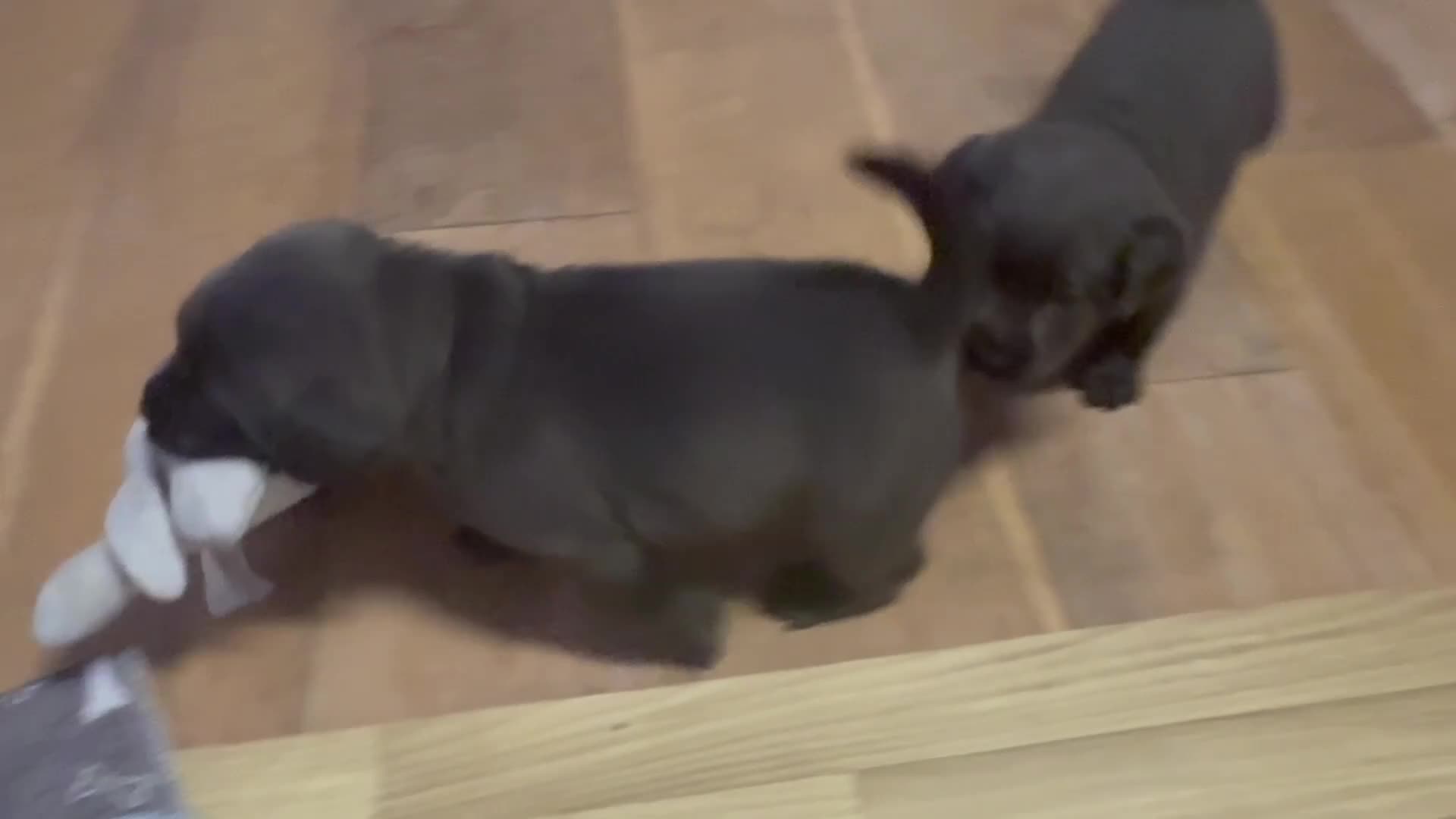 Labrador Retriever dogs for sale: KC Charcoal & Silver Labradors – Health Tested - Video 2