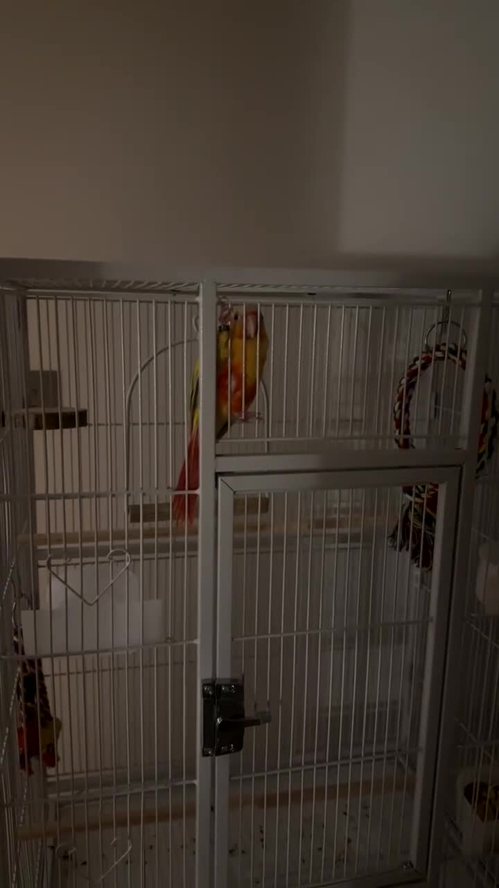 Conures birds for sale: Suncheek Conure Female - Video 2