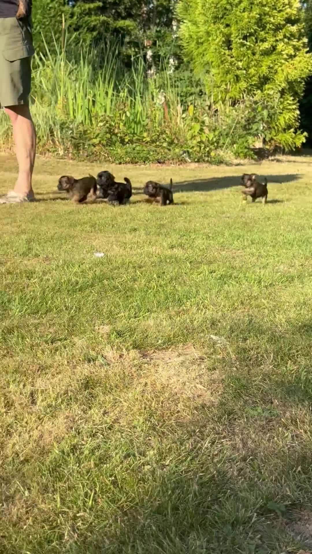 Griffon Bruxellois dogs for sale: One red rough female Brussels Griffon - Video 1